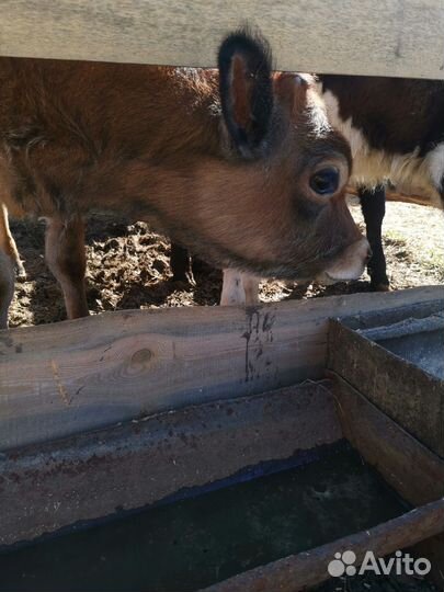 Джерсейская телочка