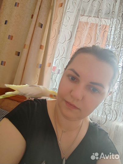 Попугай корелла ручной