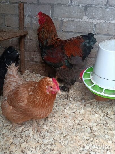 Инкубационное яйцо кур