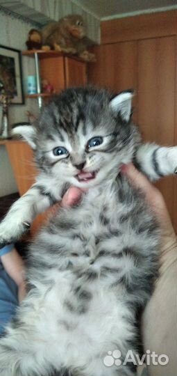 Котята хайлен фолд, хайленстрайт