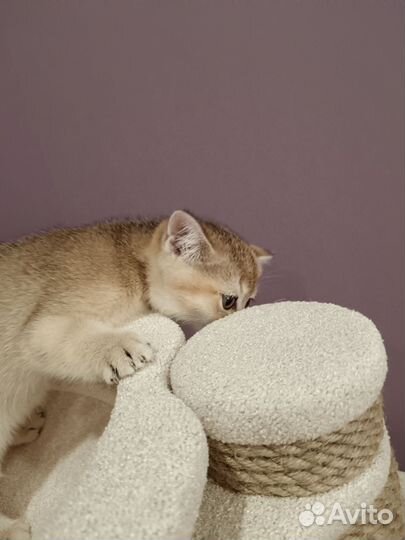 Шотландская шиншилла девочка чёрное золото котёнок