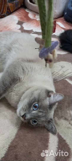 Голубаглазый мачо