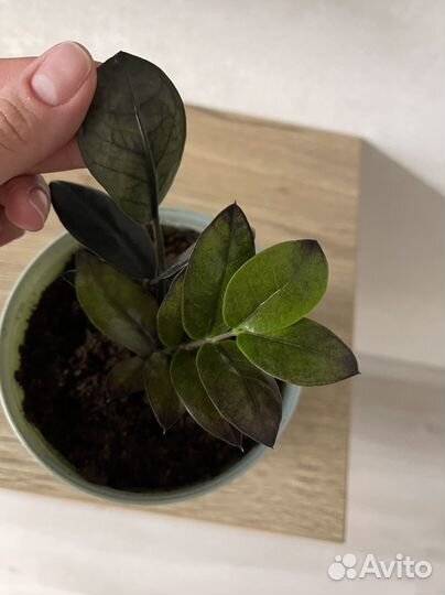 Замиокулькас черный