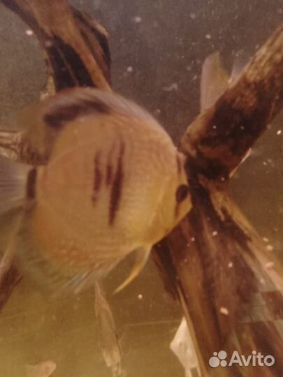 Дискусы крест на хеккеля