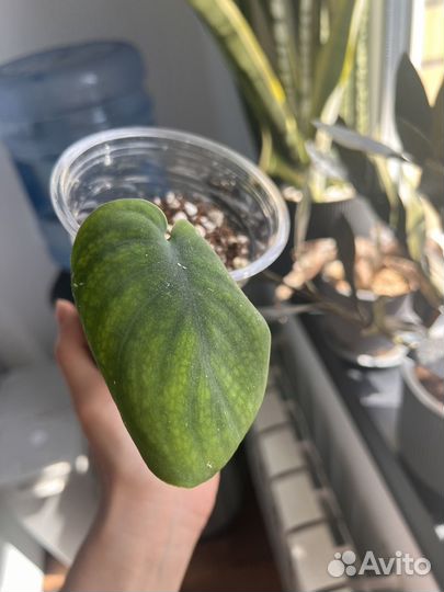 Сциндапсус jade satin (Жаде Сатин)