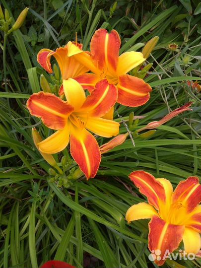 Лилейники и многолетние цветы