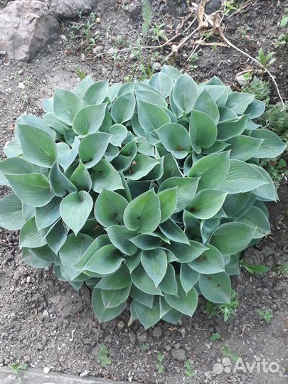 Хосты голубые