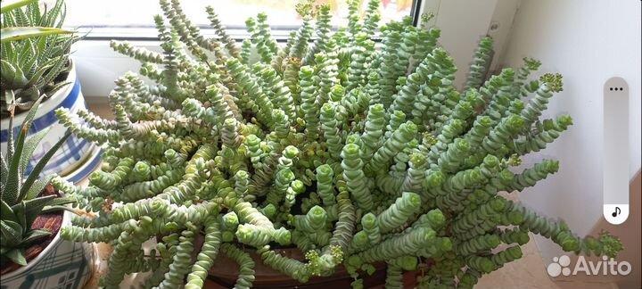 Толстянка продырявленная