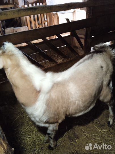 Козочка+козел