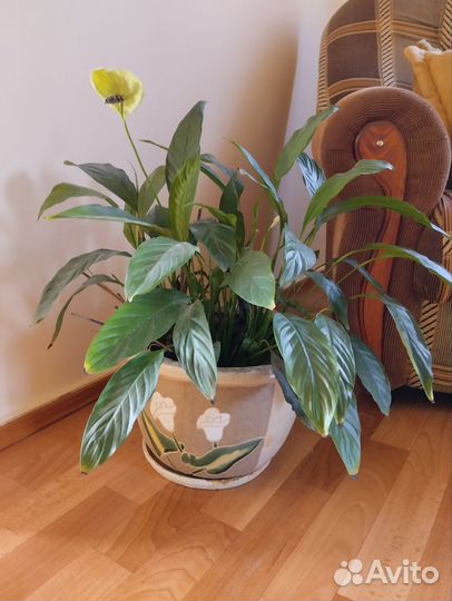 Спатифиллум женское счастье