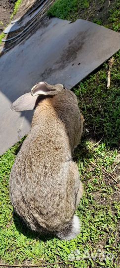 Домашние животные