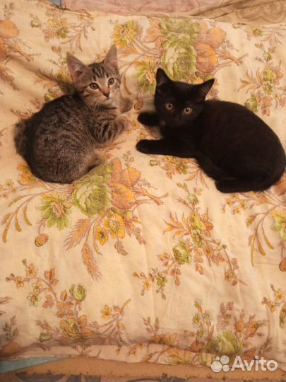 Подарю котят