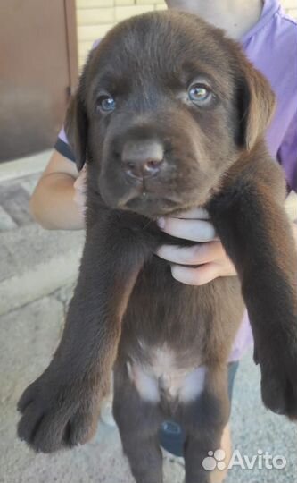 Собаки щенки лабрадор