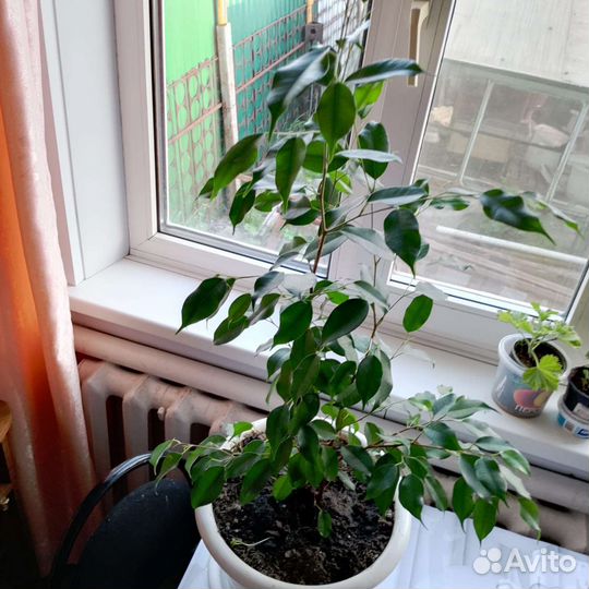 Бенджамина