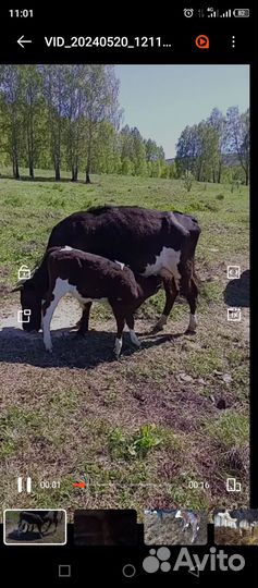 Корова с теленком