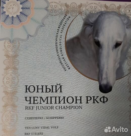 Бельгийская овчарка