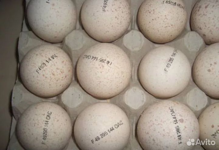 Инкубационное яйцо