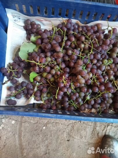 Виноград