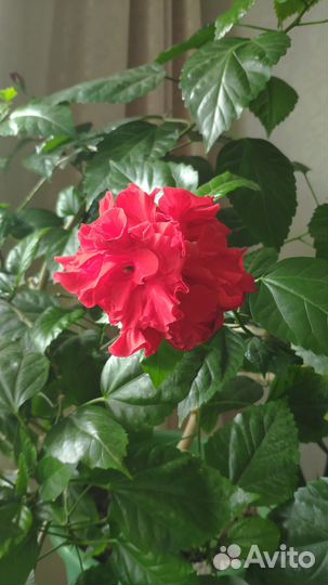 Гибискус китайская роза