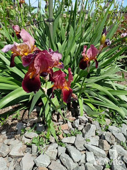 Ирисы луковицы