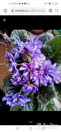 Сортовые фиалки