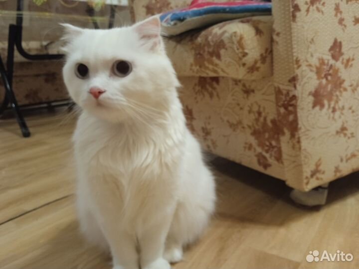 Передержка кошек