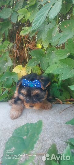 Йоркширский Терьерище