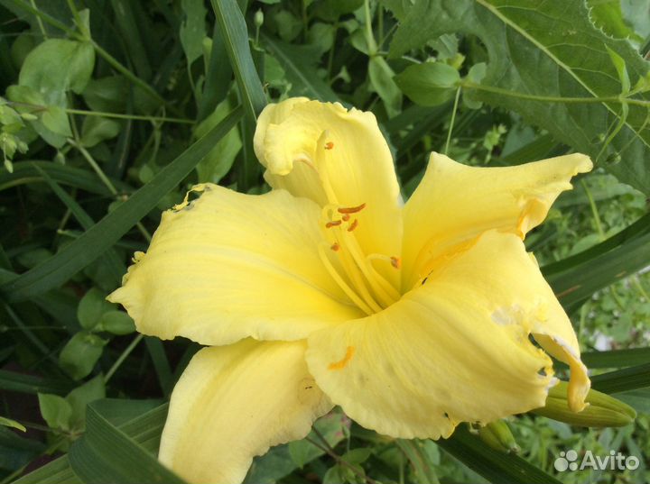 Клематис. Роза плетистая. Лилейник