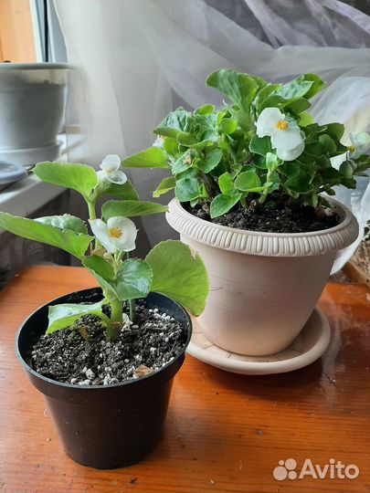 Бегония сортовая, черенки бегонии