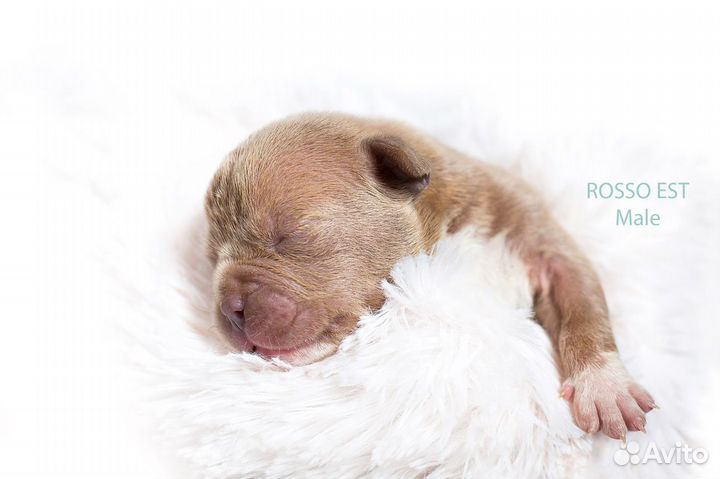 Щенки американского булли покет мини