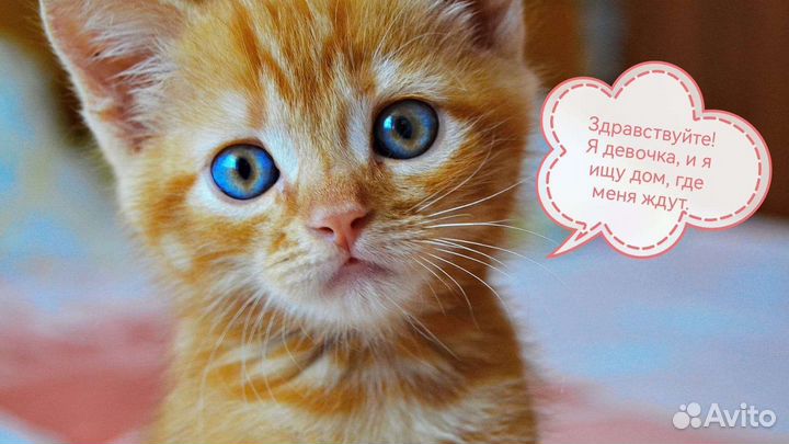 Кошки в добрые руки