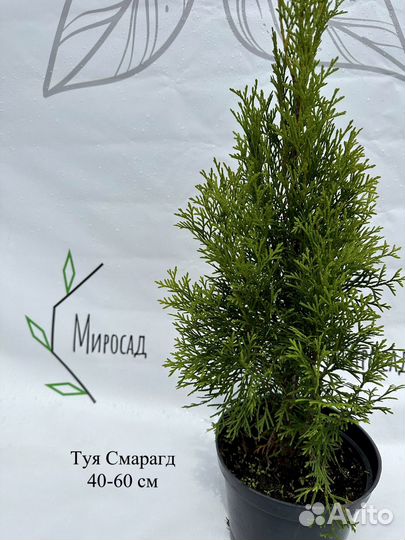 Туя смарагд 40-60см