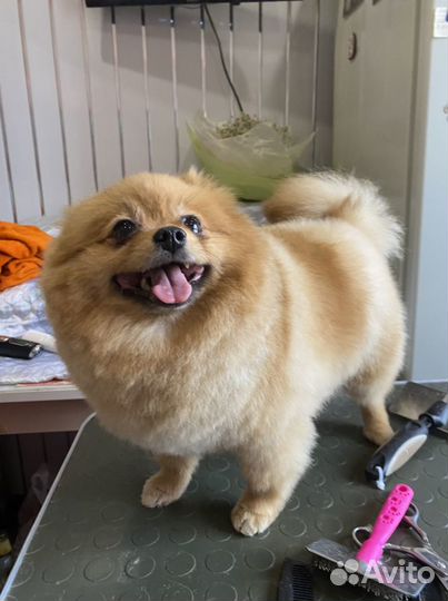 Груминг собак