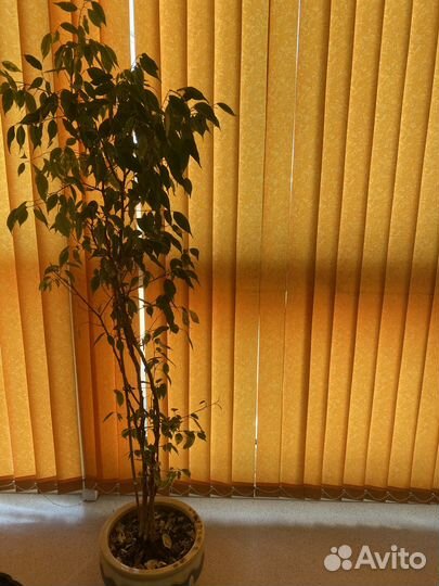 Комнатные цветы