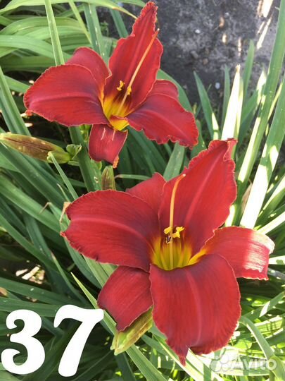 Многолетние цветы