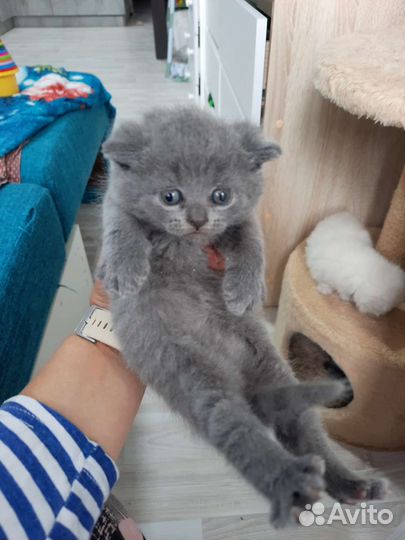 Шотландские котята