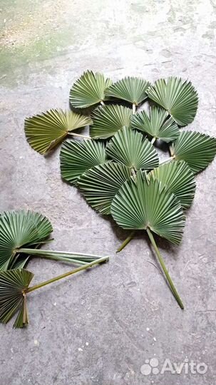 Пампасы,сухоцвет,венки,шишки 2023