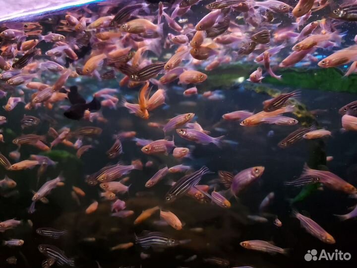 Аквариумные рыбки данио