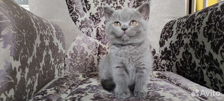 Британские котята