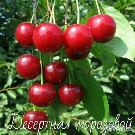 Вишня саженцы