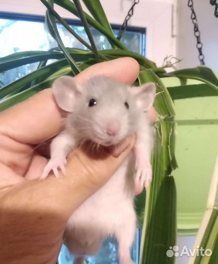 Крысята малыши