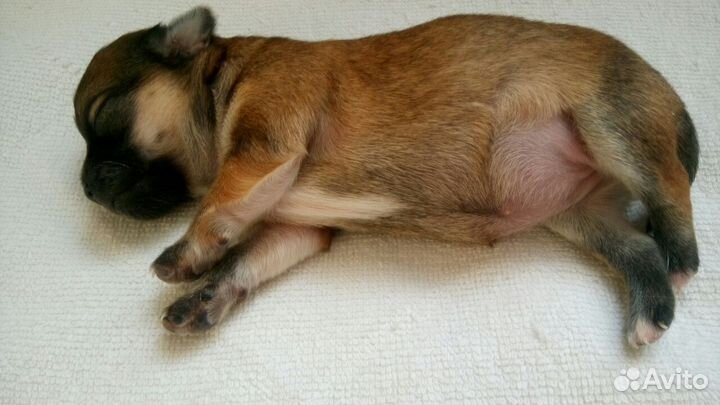 Кобель для вязки чихуа-хуа