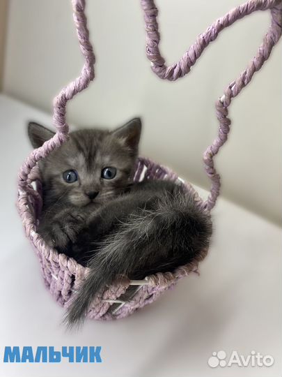 Отдам котят