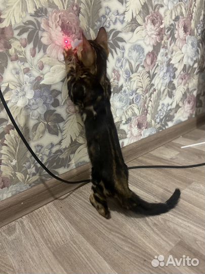 Бенгальская кошка
