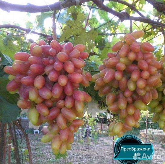 Виноград