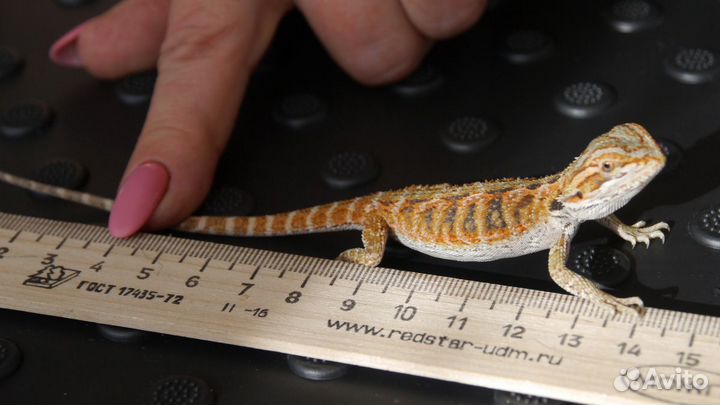 Бородатые агамы (красные)
