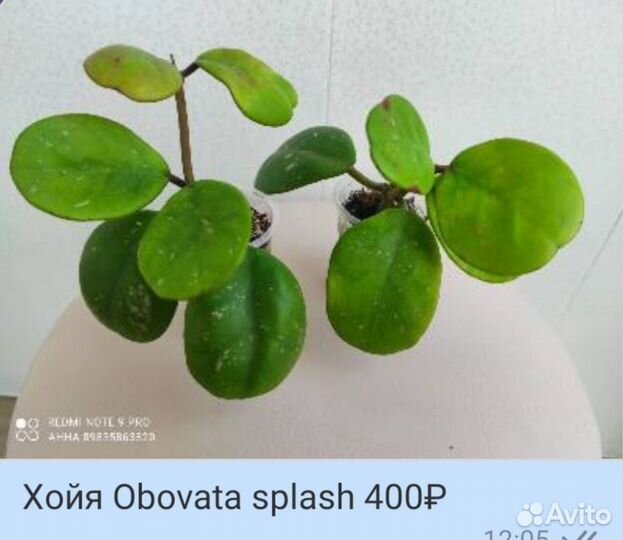 Хойи разных сортов Хойя комнатные цветы