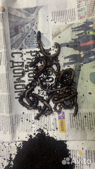 Черви дендробена