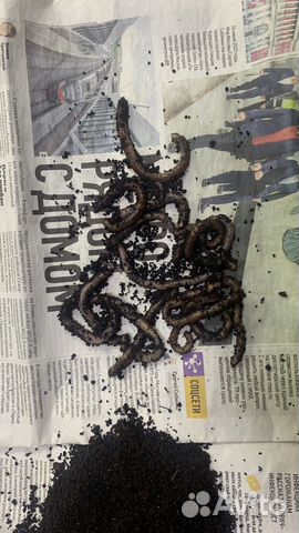 Черви дендробена