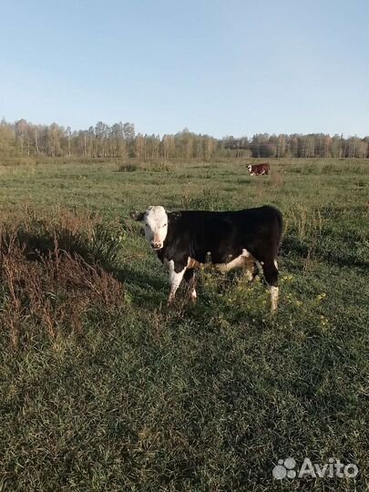 Продажа крс